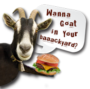 Wanna goat in your backyard?