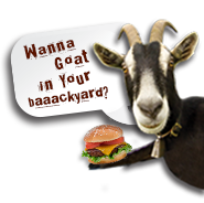 Wanna goat in your backyard?
